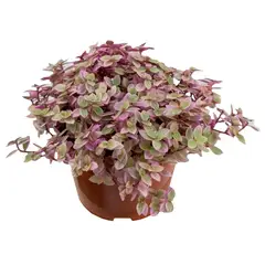 undefined - Tostão Rosa Pote 11