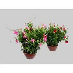 undefined - Dipladenia Cuia 21