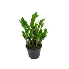 undefined - Zamioculcas Mini Pote 11