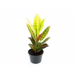 undefined - Croton Híbrido Petra Pote 11
