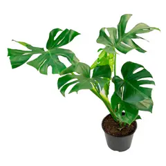 undefined - Monstera Deliciosa Pote 24