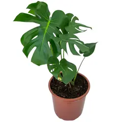 undefined - Monstera Deliciosa Pote 30