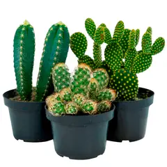 undefined - Cactus variado Pote 11