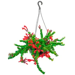 undefined - Aeschynanthus Rasta Cuia 21