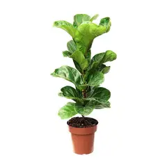 undefined - FICUS LYRATA BAMBINO P15