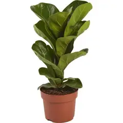 undefined - Ficus Lyrata Pote 17
