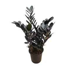 undefined - Planta Zamioculcas Black Pote17