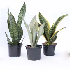 undefined - Espada de São Jorge Pote 15 Planta Natural