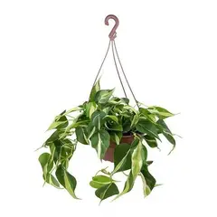 undefined - Planta Philodendron Brasil C21 Pendente