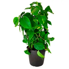 undefined - Planta Jiboia Verde Pote30