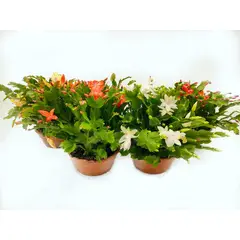 undefined - Flor de Maio Cuia 21 Sortida Planta Natural