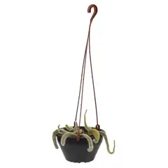 undefined - Cactus Rabo de Macaco C13