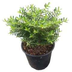 LAS BANDURRIAS - Arbusto Verónica Prostrata Natural