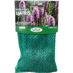 ERGO - Bulbo de Liatris 5 unidad(es) Bolsa