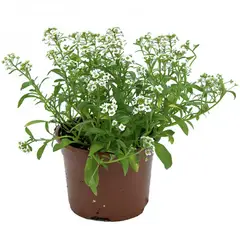 LAS BANDURRIAS - Alissum 10 cm Natural CT10