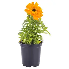 FLORES DE MI TIERRA - Clavelon 10 cm Natural CT11