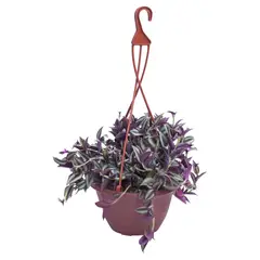 LAS BANDURRIAS - Tradescantia 30 cm Natural CT20