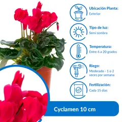 LAS BANDURRIAS - Cyclamen Colores 10 cm Natural CT15