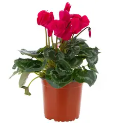 LAS BANDURRIAS - Cyclamen Colores 10 cm Natural CT15