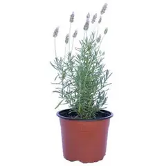 LAS BANDURRIAS - Lavanda Stoe Madrid 30 cm Natural CT15