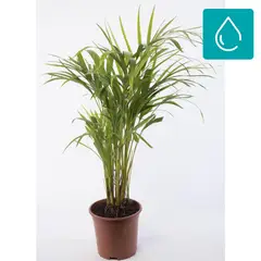 GENERICO - Palmera Areca 60 cm Natural CT20