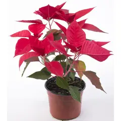 LAS BANDURRIAS - Corona Del Inca 10 cm Natural CT14