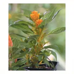 LAS BANDURRIAS - Celosia 10 cm Natural CT10