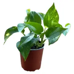 undefined - Planta Scindapsus 20 cm Natural CT13