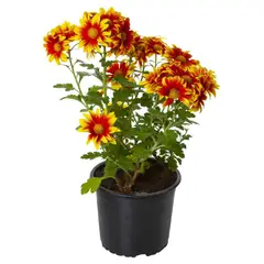 VIVEROS HIJUELAS - Crisantemo Colores 20 cm Natural CT14