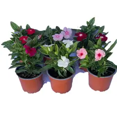 LAS BANDURRIAS - Vinca Titan Colores 10 cm Natural CT13