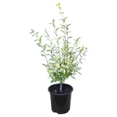 LAS BANDURRIAS - Arbusto Ligustrina Natural