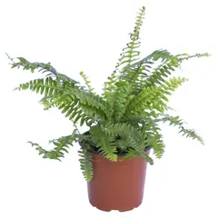 LAS BANDURRIAS - Helecho Deco 20 cm Natural CT14