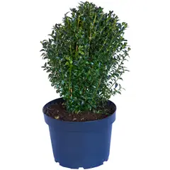 LAS BANDURRIAS - Arbusto Boj Verde Natural