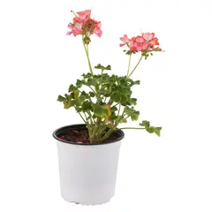 FLORES DE MI TIERRA - Cardenal Fantasy 15 cm Natural CT17