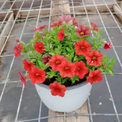 FLORES DE MI TIERRA - Calibrachoa 15 cm Natural CT20