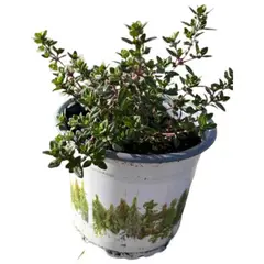 LAS BANDURRIAS - Tomillo 20 cm Natural CT12
