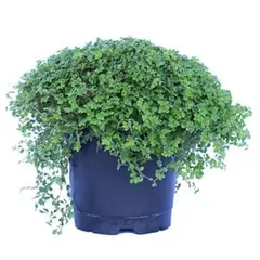 LAS BANDURRIAS - Musgo Bola 10 cm Natural CT13