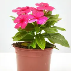 FLORES DE MI TIERRA - Vinca Mixture 15 cm Natural CT13