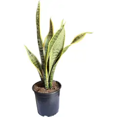 FLORES DE MI TIERRA - Sansevieria Laurenti 30 cm Natural CT15