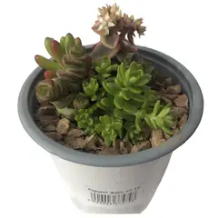 FEROXCACTUS - Popurri Suculentas 4 cm Natural CT10