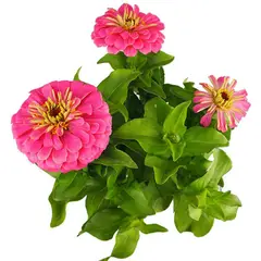 FLORES DE MI TIERRA - Zinnia 20 cm Natural CT13