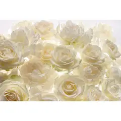 KOMAR - Papel Fotomural Rosas Blancas 9,12 m2