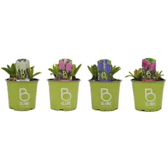 BLUME IN A POT - Jacinto x 3 Bulbos 15 cm Natural CT11