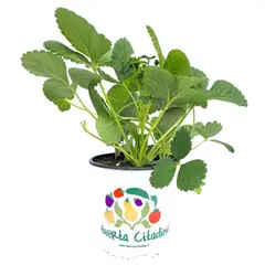 FLORES DE MI TIERRA - Frut Strawber Deliz 20 cm Natural CT17