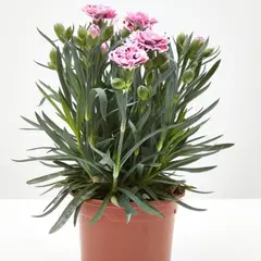 FLORES DE MI TIERRA - Clavelina Corona 15 cm Natural CT13