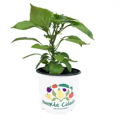 FLORES DE MI TIERRA - Pimentón Snack 25 cm Natural CT17