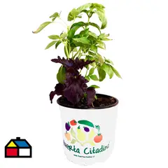 FLORES DE MI TIERRA - Albahaca 20 cm Natural CT14