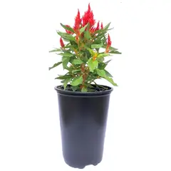 FLORES DE MI TIERRA - Celosia First Flame 25 cm Natural CT14