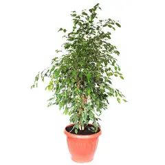 VIVEROS HIJUELAS - Ficus Benjamina Exot 170 m Natural CT50