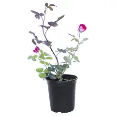 VIVEROS HIJUELAS - Arbusto Rosa Natural 30 cm